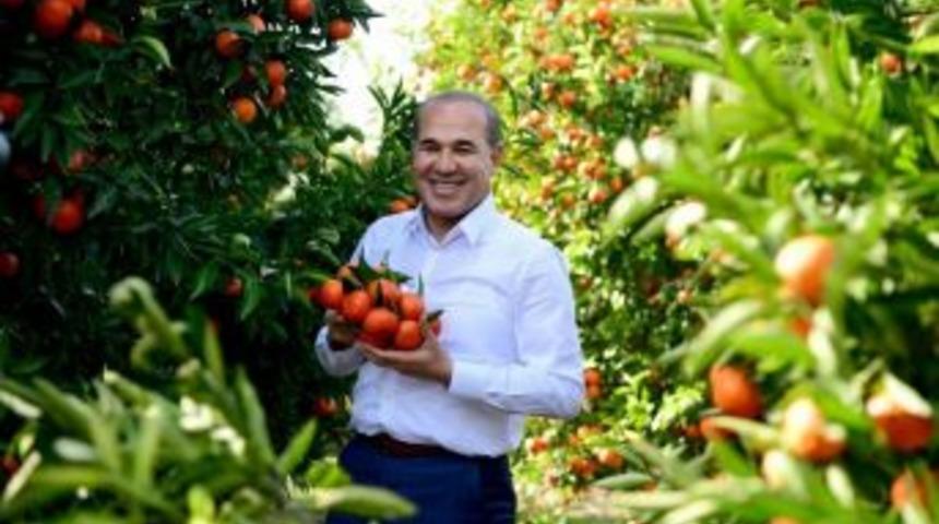 Başkan S&ouml;zl&uuml;, Mandalina İ&ccedil;in Kameralar Karşısına Ge&ccedil;ti