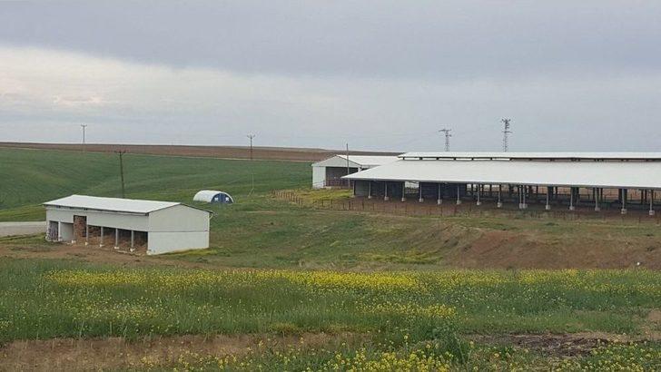 (özel) Hayvan Dışkısından Biyoenerji Üretimi G4