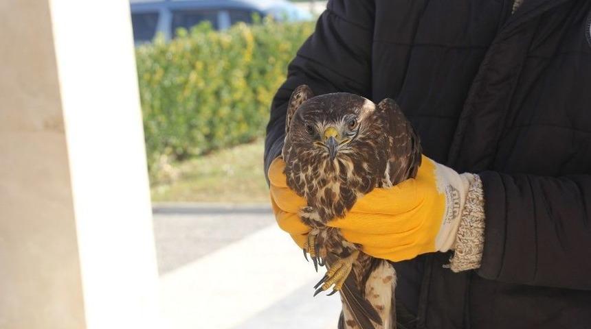 Yaralı Şahine Menderes Belediyesi Sahip &Ccedil;ıktı