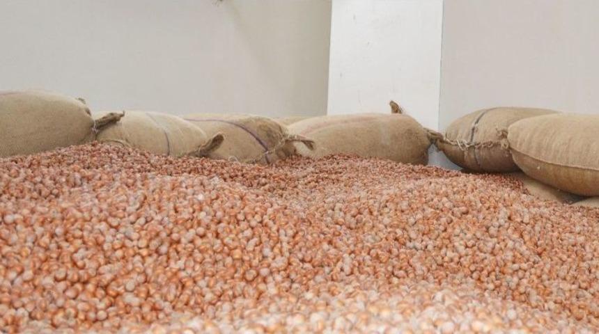 Fındığa Tsk Dopingi