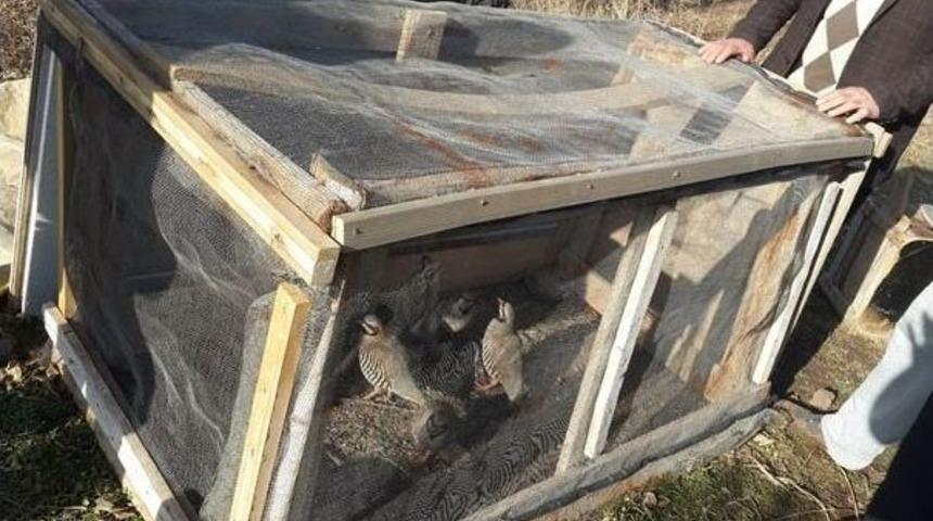 Ka&ccedil;ak Av Ve Sosyal Medyadan Keklik Ticaretine : 10 Bin 558 Lira Ceza