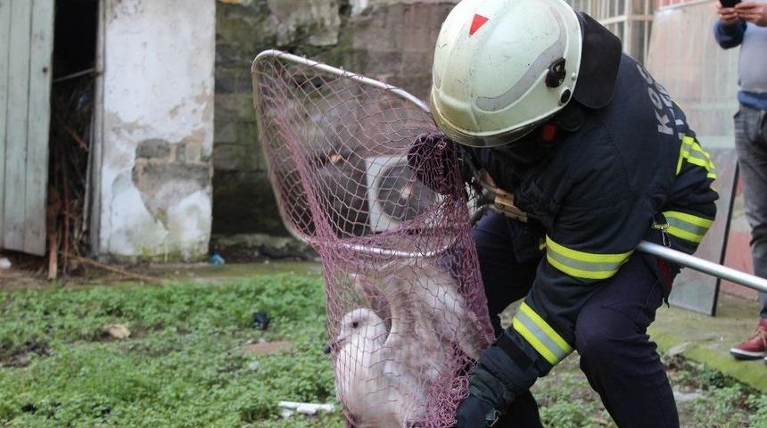 (&ouml;zel) &Uuml;&ccedil; G&uuml;nd&uuml;r Mahsur Kalan Martıyı İtfaiye Ekipleri Kurtardı