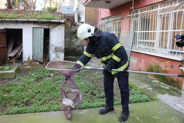 (özel) Üç Gündür Mahsur Kalan Martıyı İtfaiye Ekipleri Kurtardı