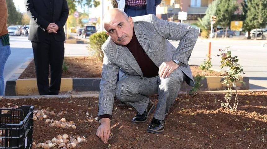 Kilis&rsquo;te Lale Soğanı Dikilmeye Devam Ediliyor