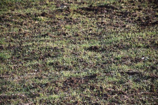 Balıkesir’in İlk Aşılı Kızılcık Bahçesi Dursunbey’de Yapıldı