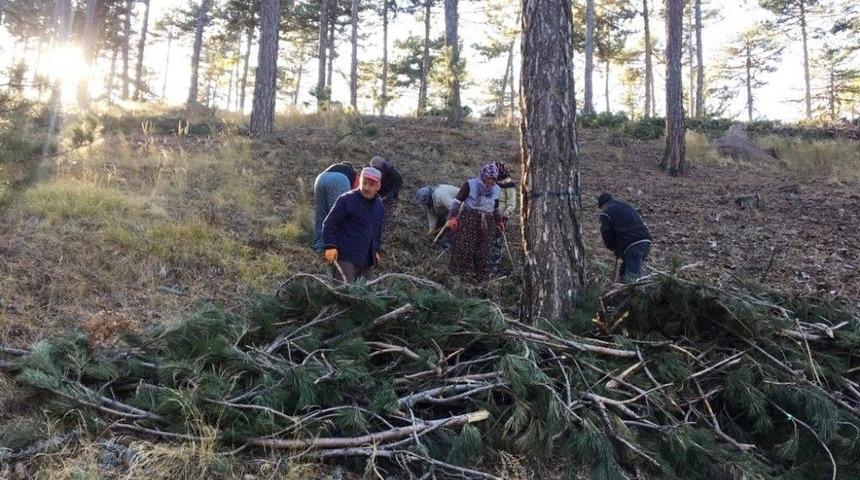 Gediz Orman Alanlarında Gen&ccedil;leştirme &Ccedil;alışmaları