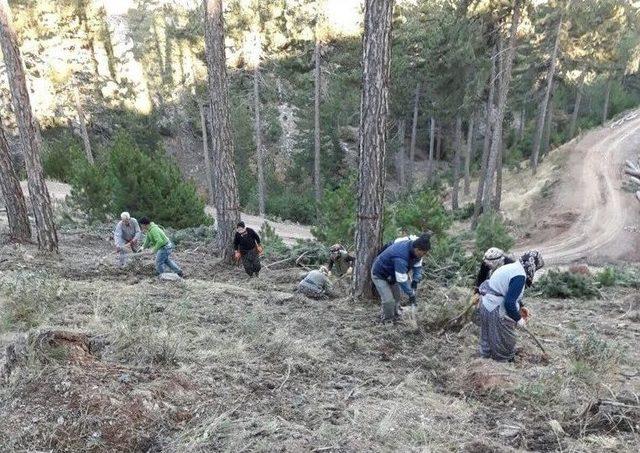 Gediz Orman Alanlarında Gençleştirme Çalışmaları