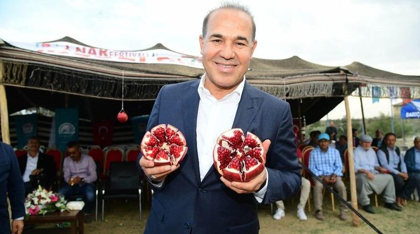 Adana Ekolojisine Uygun Nar &Ccedil;eşitleri Geliştirilecek