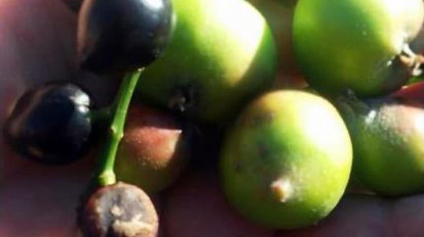 Kış Ortasında Ağa&ccedil;lar Meyve Verdi