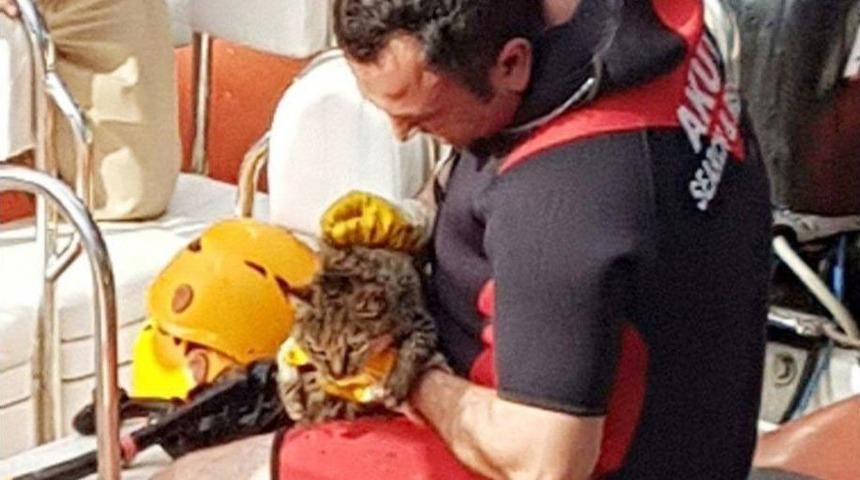 Denize D&uuml;şen Kedi Akut&rsquo;un Operasyonuyla Kurtarıldı