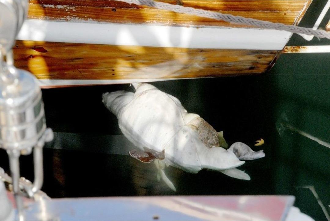 Fethiye&rsquo;de Caretta Caretta Kıyıya Vurdu