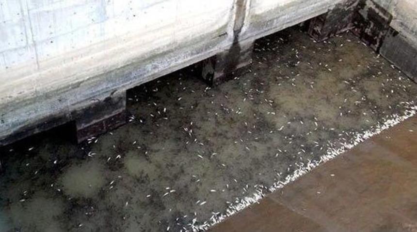 Balık &Ouml;l&uuml;mleriyle İlgili Hes&rsquo;e 24 Bin Lira Ceza