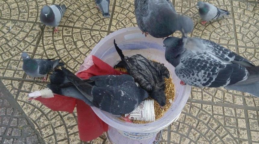 Samsun’da Güvercinlerin Yem Savaşı