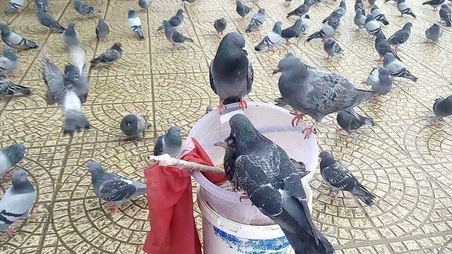 Samsun’da Güvercinlerin Yem Savaşı