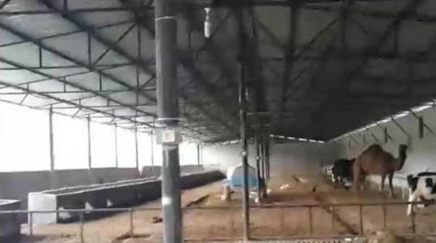 Adana’da Tefeciler Deveye El Koyup, Ölünün Üzerine Şirket Açmış