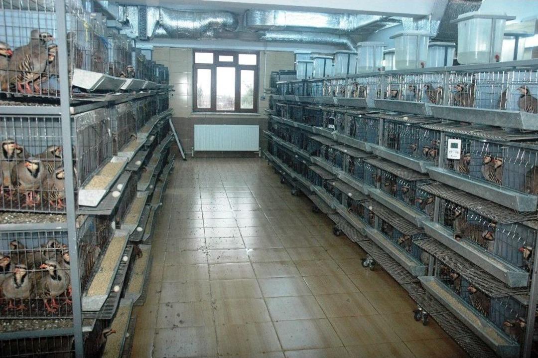 (&ouml;zel) Kahramanmaraş&rsquo;tan Doğaya 12 Bin Kınalı Keklik