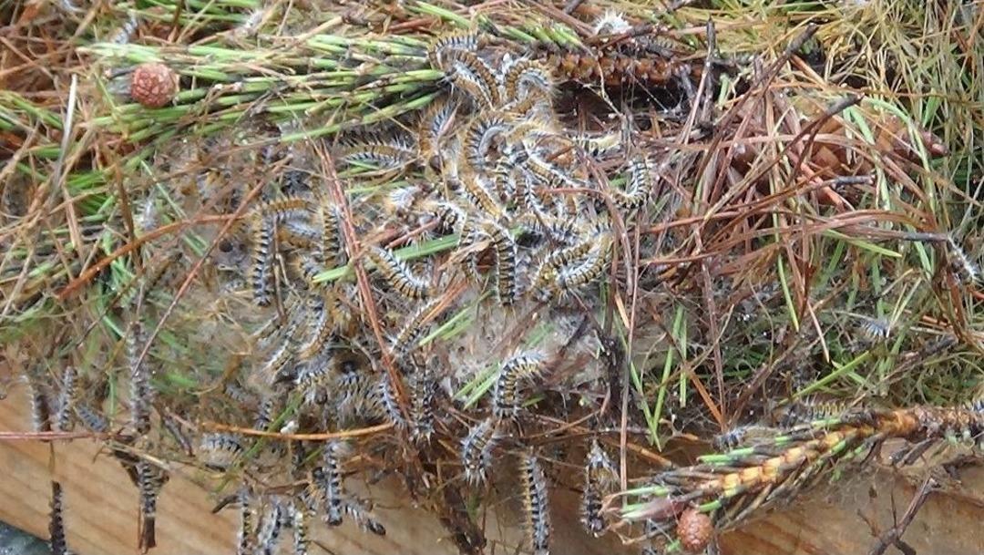(&ouml;zel Haber) Bu Da Tırtıl Hapishanesi