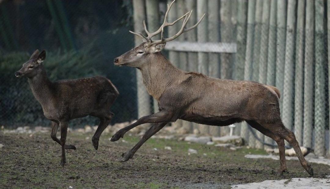 (&ouml;zel) Yazdan Kalma G&uuml;nler Kızıl Geyikleri De Etkiledi