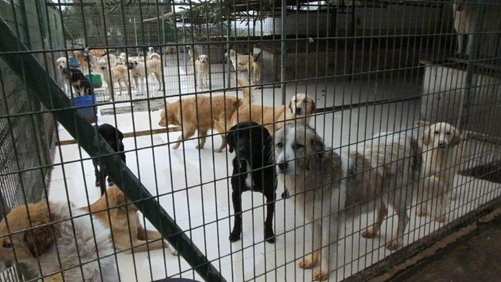 Liseli Gençler Barınaktaki Can Dostlarını Ziyaret Etti G2