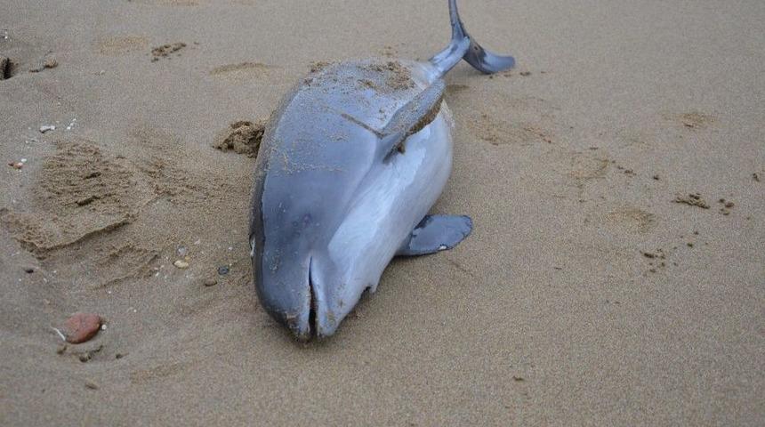 Yunuslar Sahile Vurdu