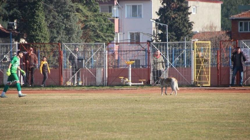 Her Ma&ccedil;ta Sahaya Giren K&ouml;pek Ma&ccedil;ın Durmasına Sebep Oluyor
