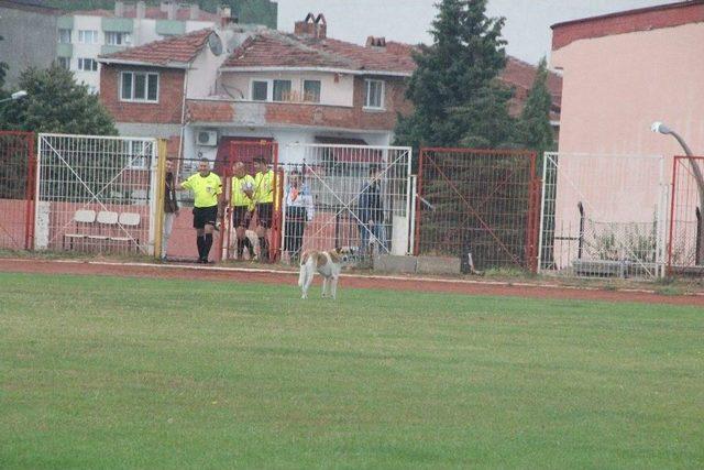 Her Maçta Sahaya Giren Köpek Maçın Durmasına Sebep Oluyor