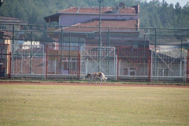 Her Maçta Sahaya Giren Köpek Maçın Durmasına Sebep Oluyor