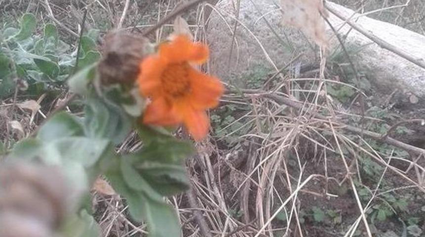 Kış Ayında A&ccedil;an &Ccedil;i&ccedil;ekler Şaşırttı