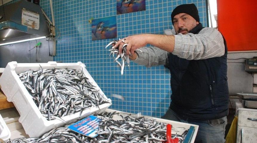 Davullu, Zurnalı Şoksuz Hamsi Kutlaması