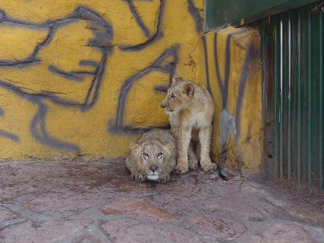 Cumhurbaşkanı Erdoğan&rsquo;ın Aslanlarının Gaziantep Yolculuğu