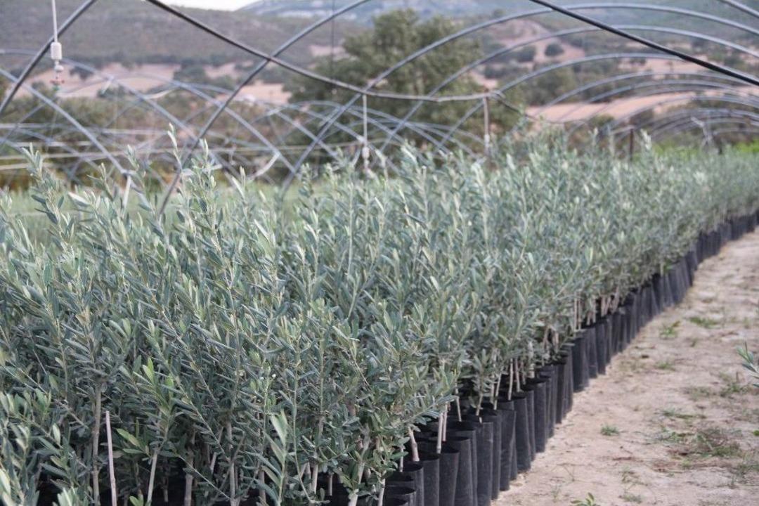 Manisa&rsquo;da Arbequina &Ccedil;eşidi Zeytin Fidanına İlgi Artıyor