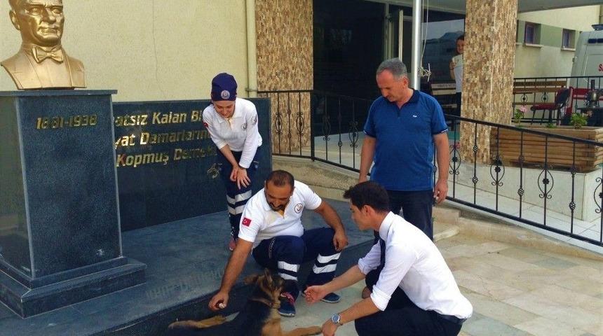 &Ouml;nce Korktular Sonra Yarasını Sardılar