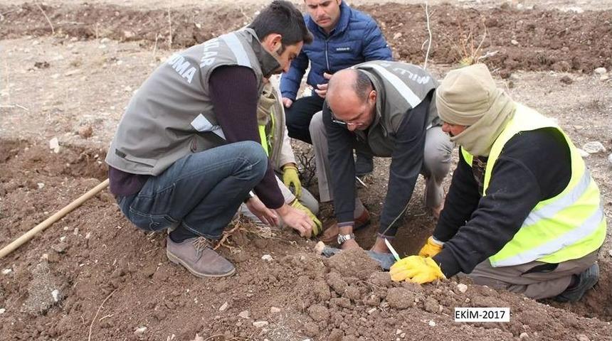 Yaban Hayvanlar İçin Dikilen Meyve Fidanları Büyüyor