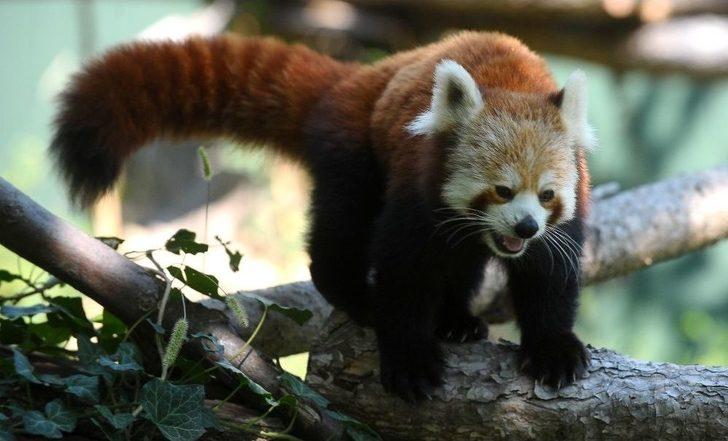 Bursa Hayvanat Bahçesi’nin Yeni Misafiri Kırmızı Pandalar G3