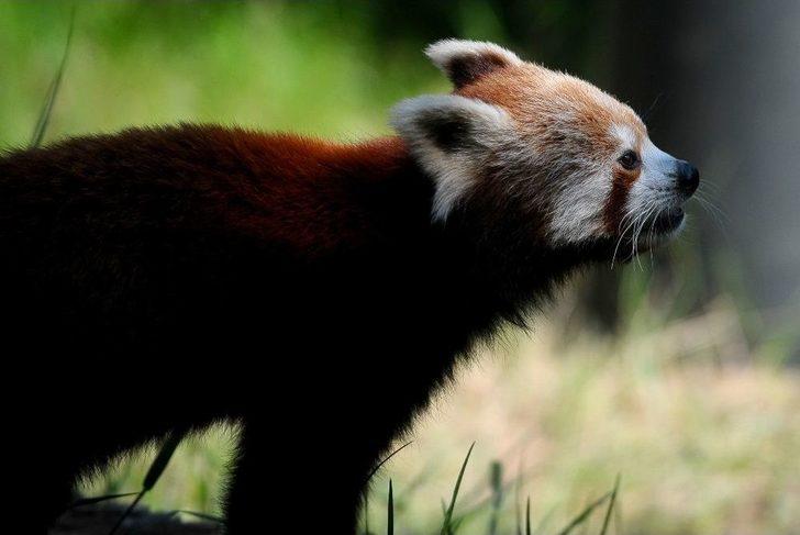 Bursa Hayvanat Bahçesi’nin Yeni Misafiri Kırmızı Pandalar G4