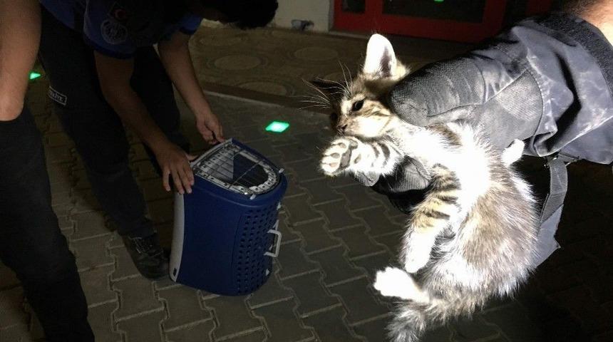 (özel) Otomobilin Motorunda Sıkışan Yavru Kediye Çifte Kurtarma Operasyonu