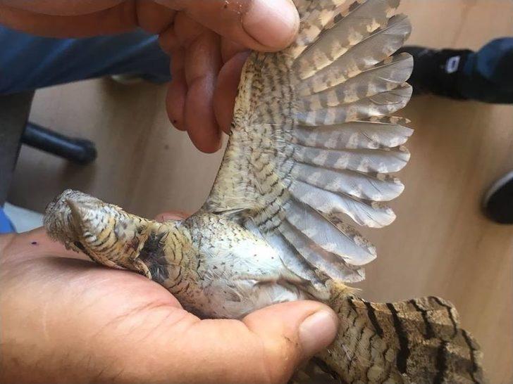 Yaralı Boyun Çeviren Kuş Tedavi Altına Alındı G1