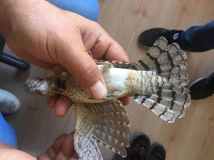 Yaralı Boyun Çeviren Kuş Tedavi Altına Alındı G2