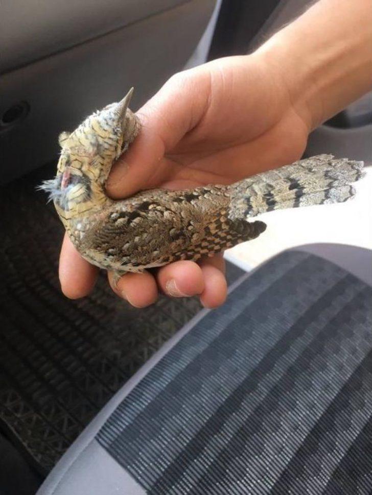 Yaralı Boyun Çeviren Kuş Tedavi Altına Alındı G3