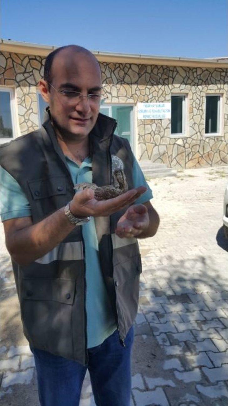 Yaralı Boyun Çeviren Kuş Tedavi Altına Alındı G4