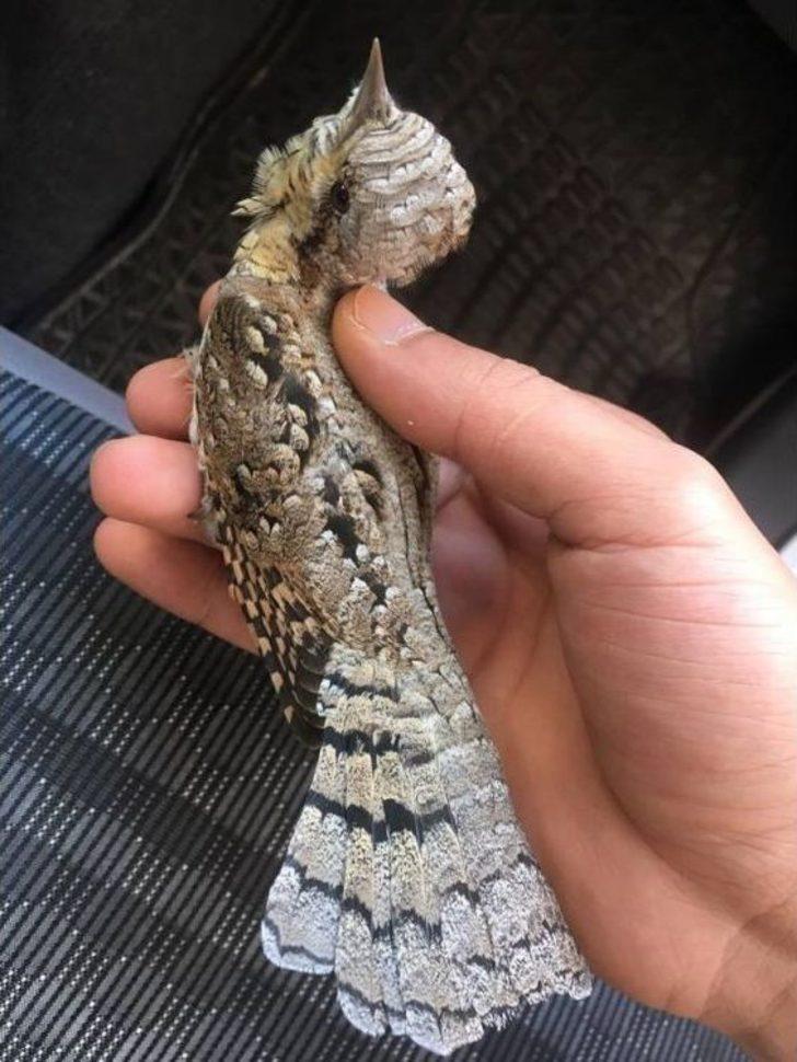 Yaralı Boyun Çeviren Kuş Tedavi Altına Alındı G5