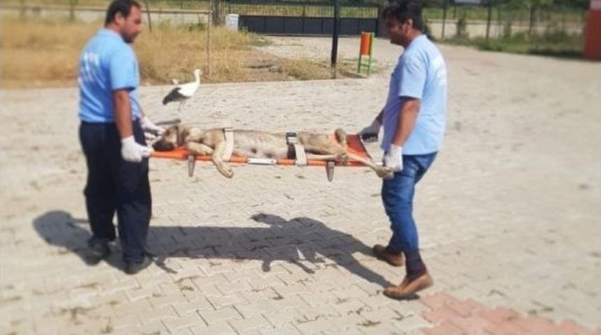 Felçli Köpek Tedavi Altına Alındı