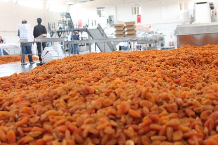 Devlet Desteği İle 2 Milyon Tl’lik Kayısı Tesisi Kurdu G1