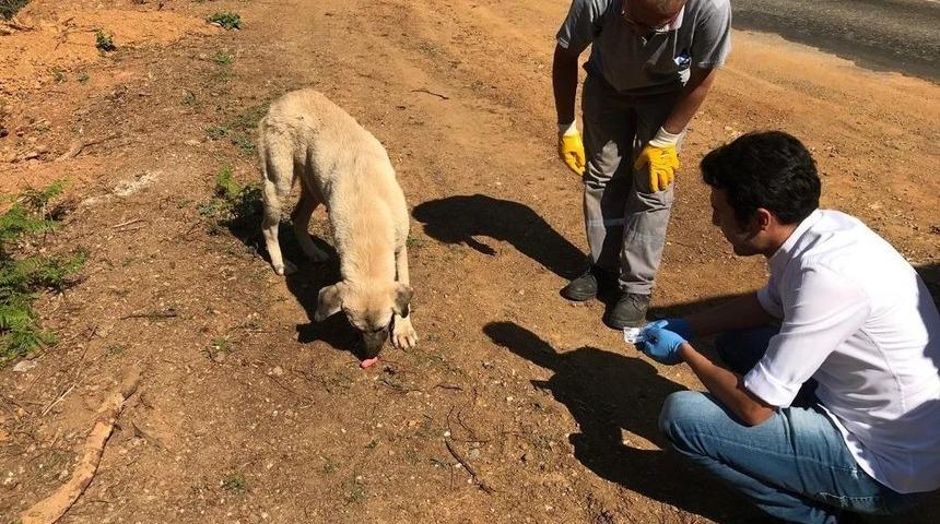 Osmangazi, Can Dostlara Sahip &Ccedil;ıkıyor