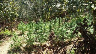 Sakarya’da Uyuşturucu Operasyonu