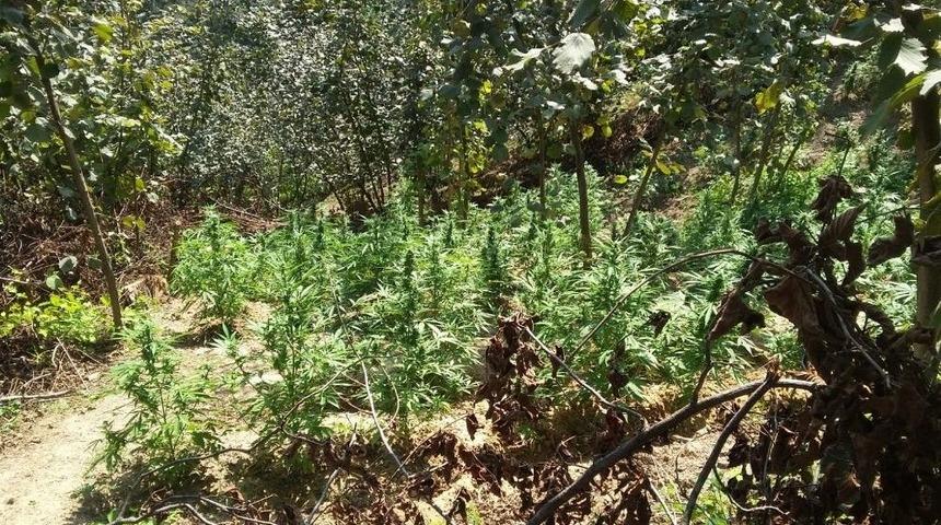 Sakarya’da Uyuşturucu Operasyonu