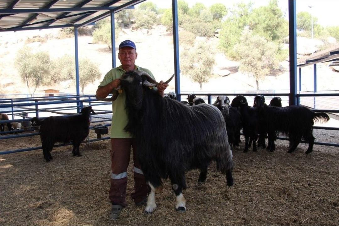 Aydın B&uuml;y&uuml;kşehirden &Ouml;rnek Ke&ccedil;icilik Projesi