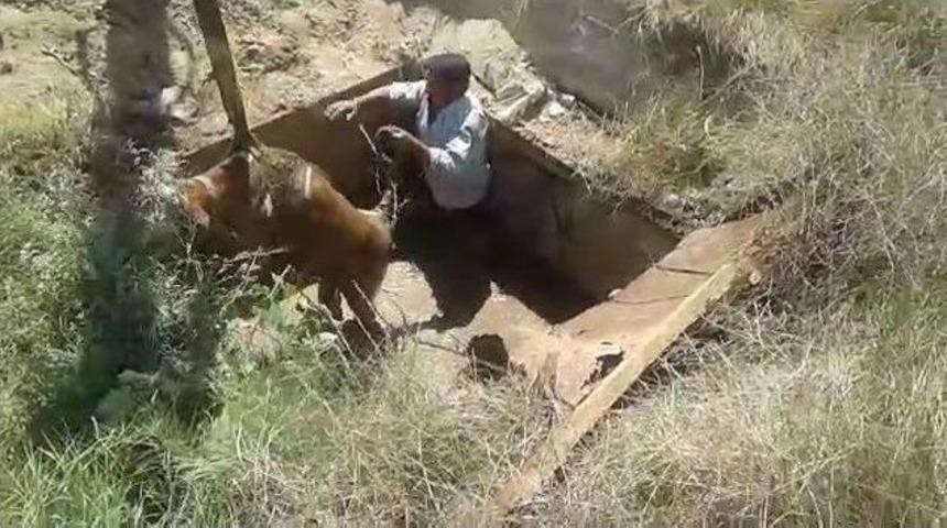 &Ccedil;ukura D&uuml;şen D&uuml;ve Ve Sahibi Kurtarıldı