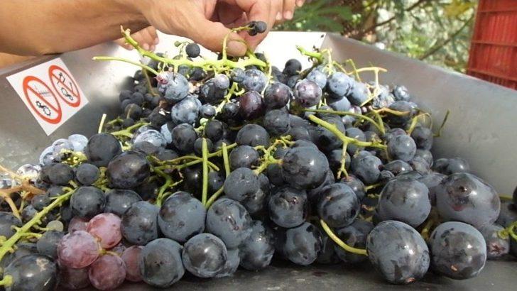 Gömeç’te Üretilen "balzamik" Sirke Her Derde Deva G1