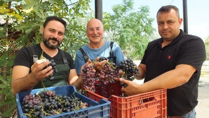 Gömeç’te Üretilen "balzamik" Sirke Her Derde Deva G2